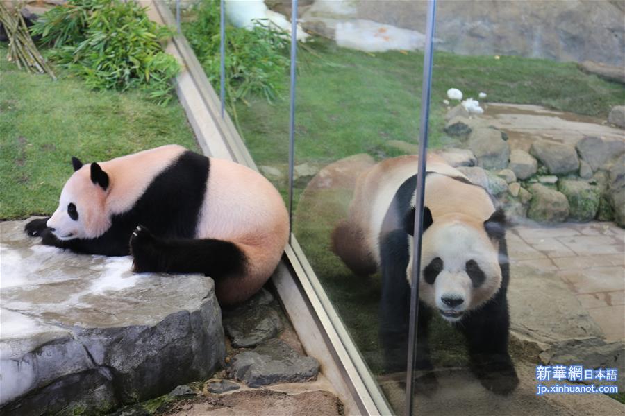 （国际）（3）旅日大熊猫三兄妹将返乡