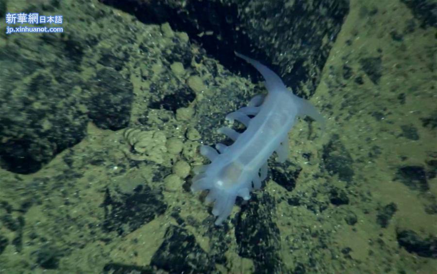 （“蛟龙”潜深渊·图文互动）（4）雅浦海沟动物世界探秘：“蛟龙”号5000米深海大型动物见闻