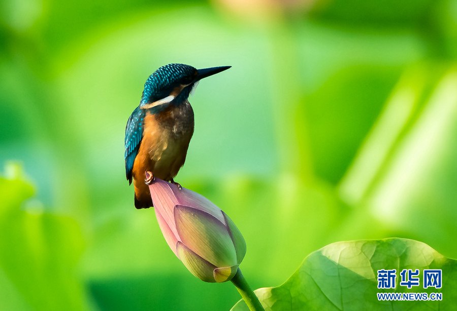 ハスの花が見頃に　水に浮かぶ姿が人々酔わせる　広東省