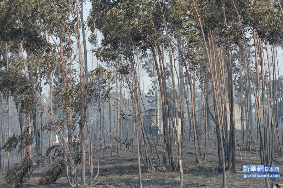 （国际）（1）葡森林火灾造成至少61人死亡 政府宣布进入紧急状态