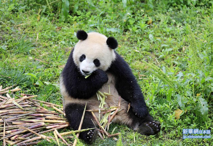（图文互动）（2）大熊猫“梦梦”“娇庆”将赴德开展国际合作研究
