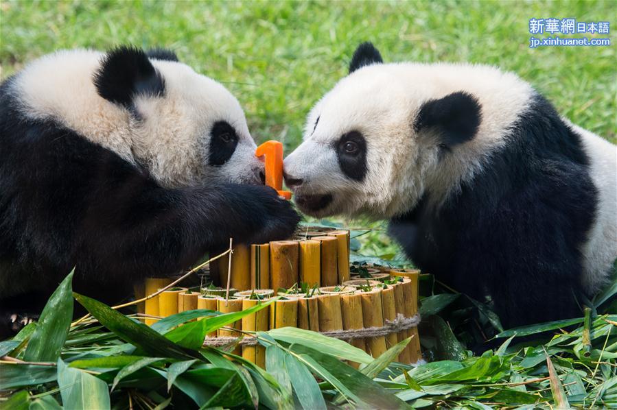 （社会）（1）澳门大熊猫双胞胎喜迎一周岁生日