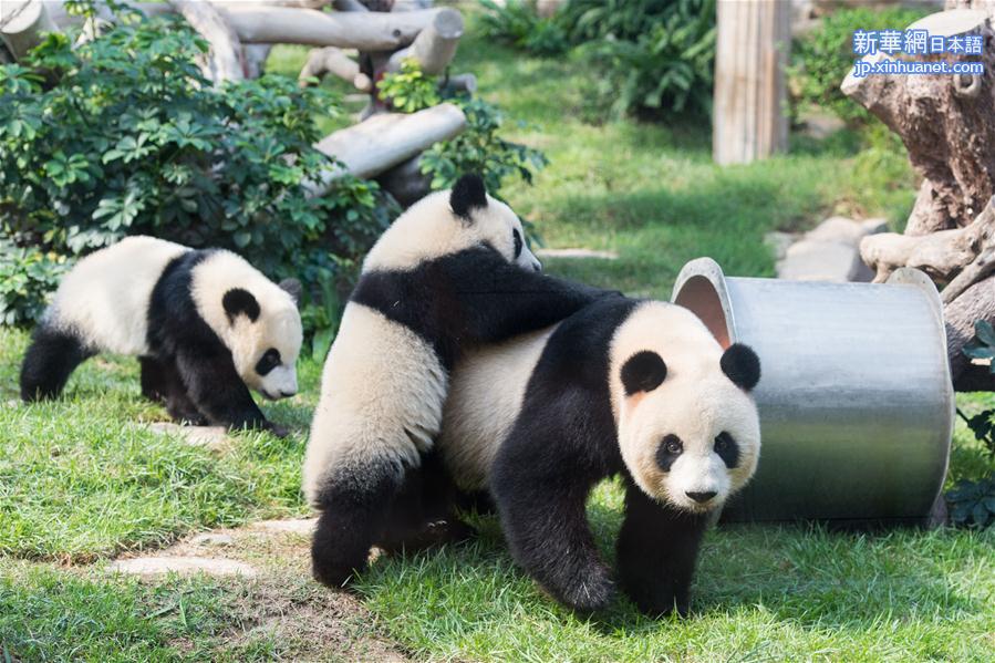 （社会）（2）澳门大熊猫双胞胎喜迎一周岁生日