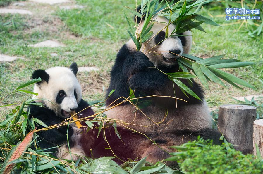 （社会）（4）澳门大熊猫双胞胎喜迎一周岁生日