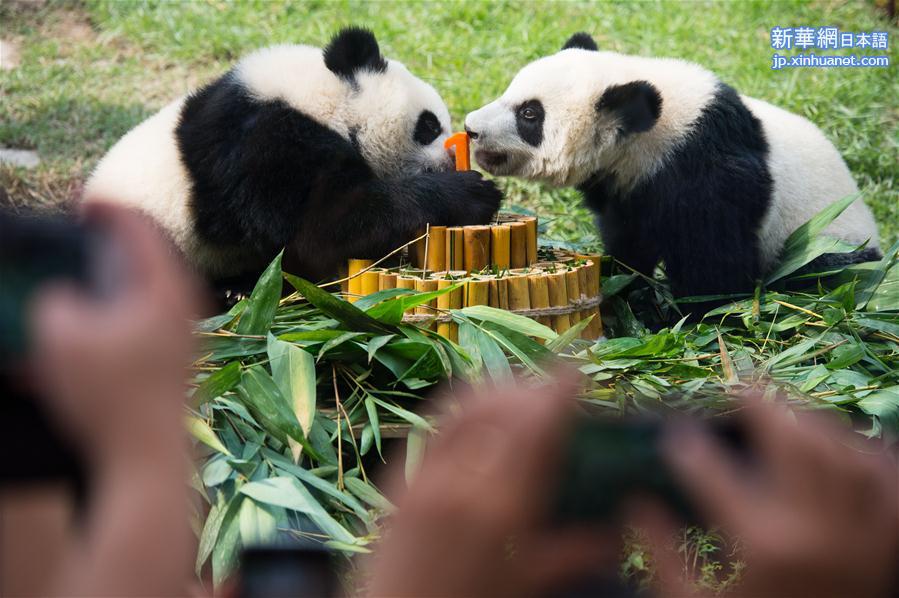 （社会）（5）澳门大熊猫双胞胎喜迎一周岁生日