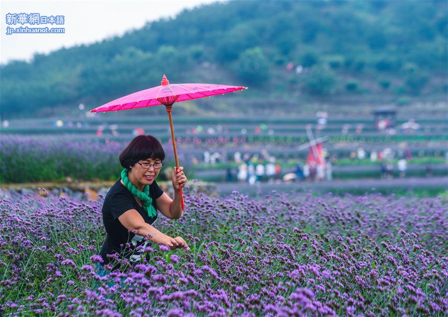 （美丽中国）（2）夏日里的“紫色花海”
