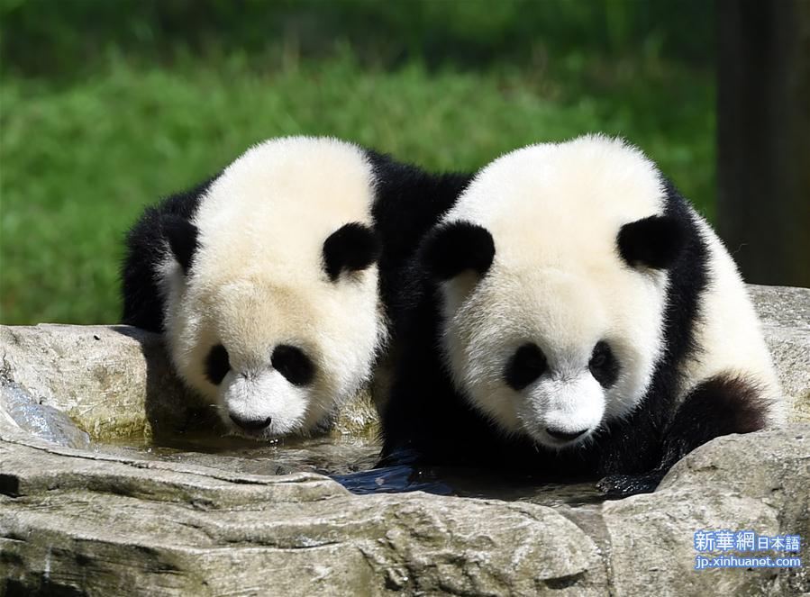 （社会）（2）重庆动物园为双胞胎大熊猫举办1岁生日会