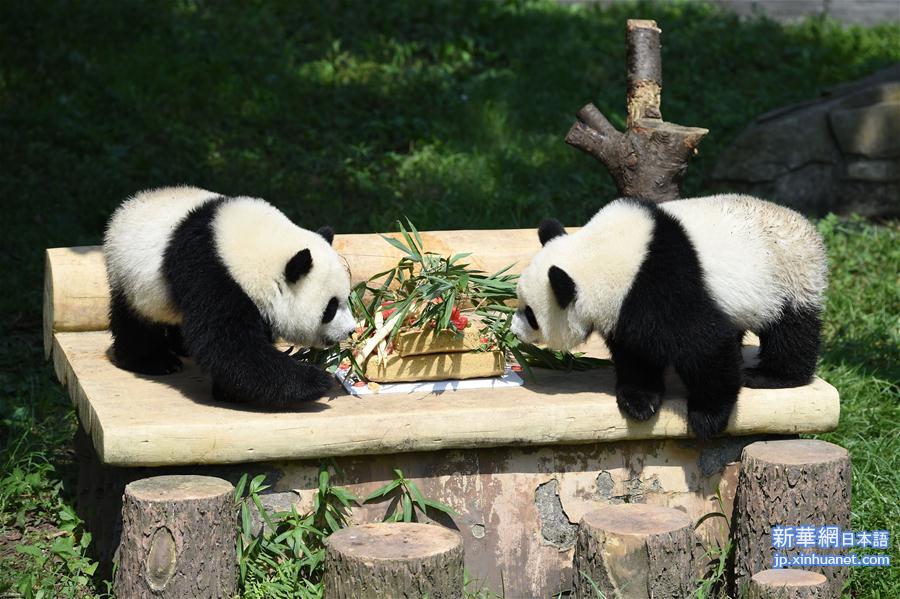 （社会）（3）重庆动物园为双胞胎大熊猫举办1岁生日会