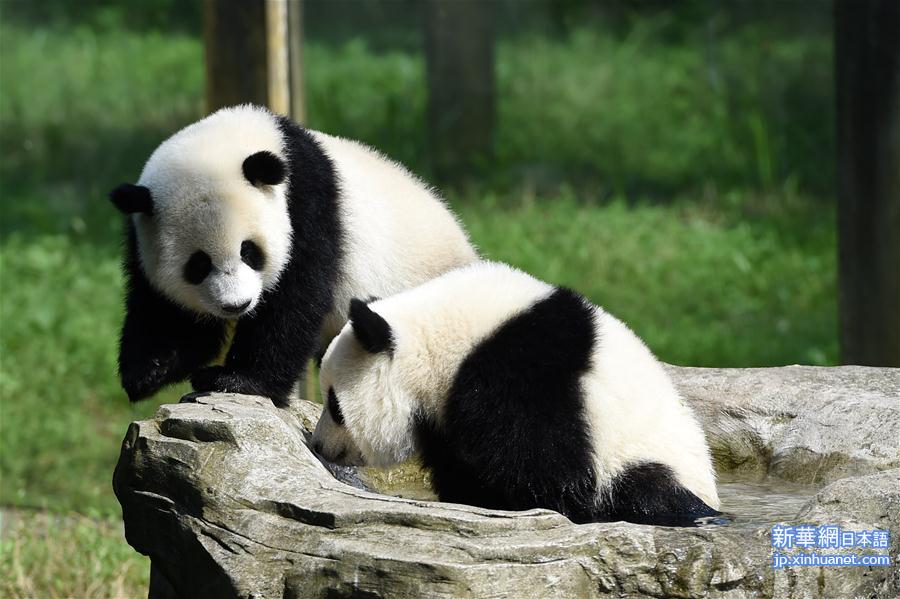 （社会）（4）重庆动物园为双胞胎大熊猫举办1岁生日会