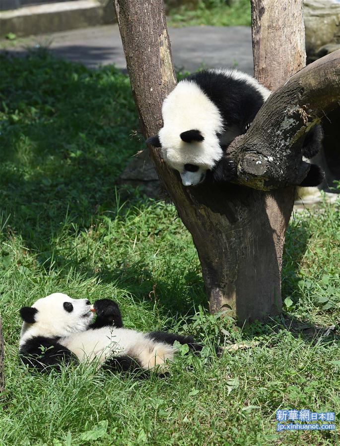 （社会）（5）重庆动物园为双胞胎大熊猫举办1岁生日会