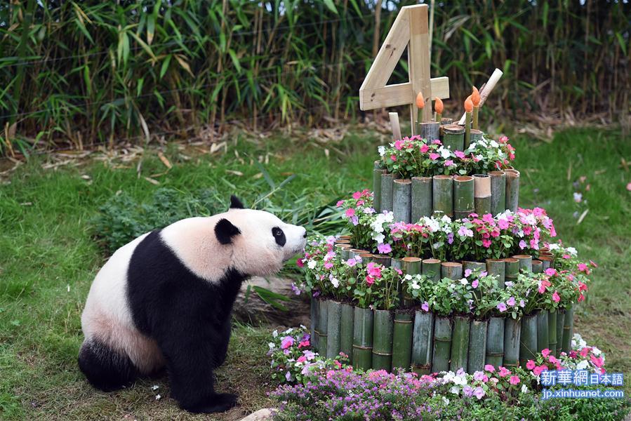 （国际）（1）旅韩大熊猫“爱宝”“乐宝”庆生