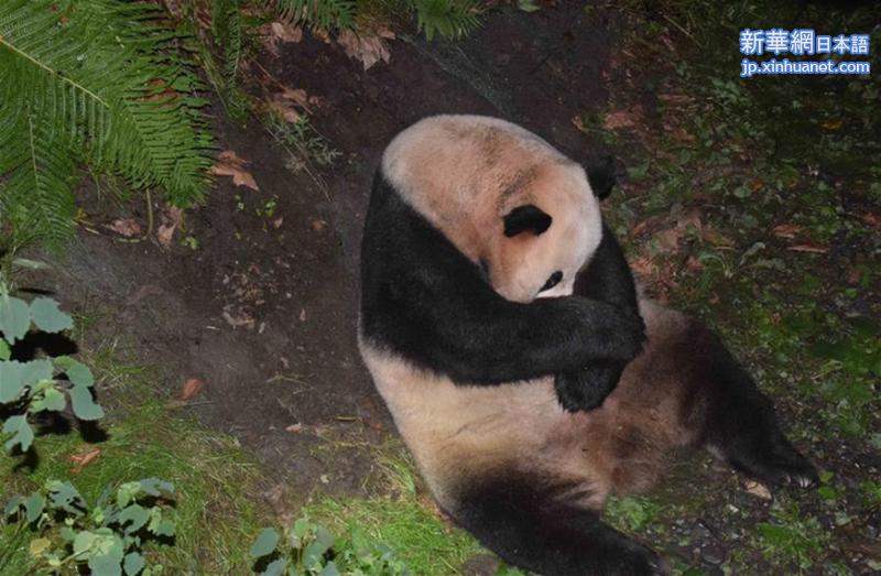（图文互动）（3）全球首只野外引种大熊猫宝宝诞生