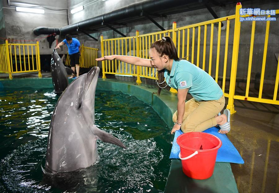 イルカの調教師 猛暑下の 冷作業 新華網日本語