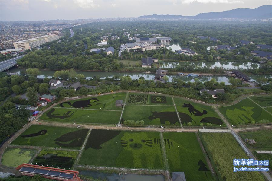 （社会）（1）杭州：湿地旁的“动物园”稻田