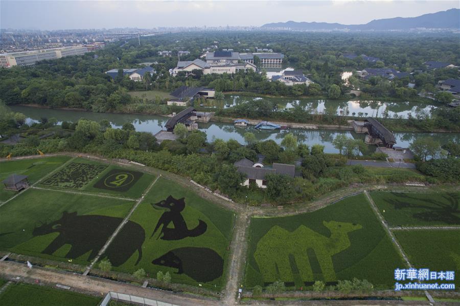 （社会）（2）杭州：湿地旁的“动物园”稻田