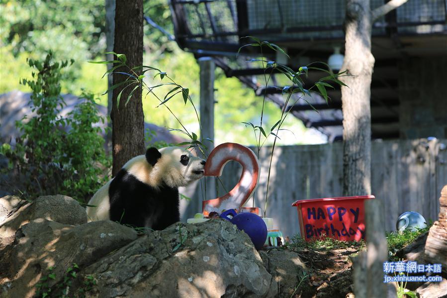 （国际）（1）大熊猫“贝贝”过生日