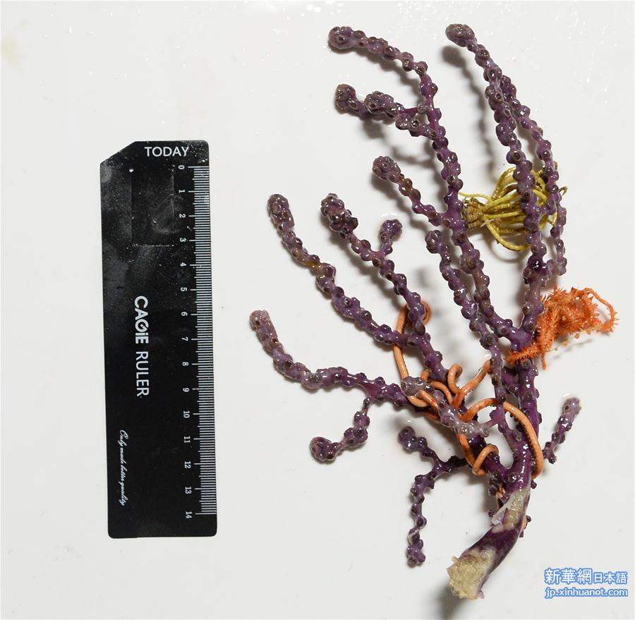 （图文互动）（2）西太平洋寡营养海底首次发现珊瑚林和海绵场