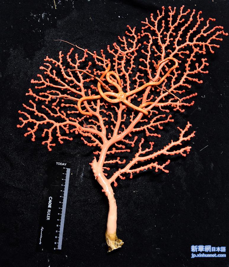 （图文互动）（3）西太平洋寡营养海底首次发现珊瑚林和海绵场