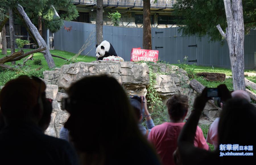 （国际）（6）旅美大熊猫“添添”庆祝20岁生日
