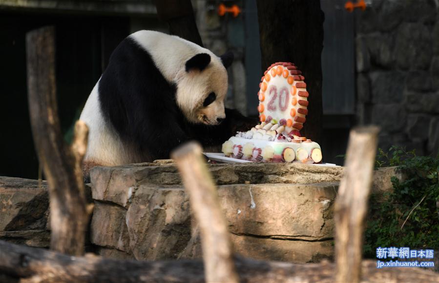 （新华视界）（1）旅美大熊猫“添添”庆祝20岁生日