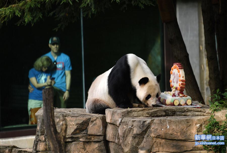 （新华视界）（5）旅美大熊猫“添添”庆祝20岁生日