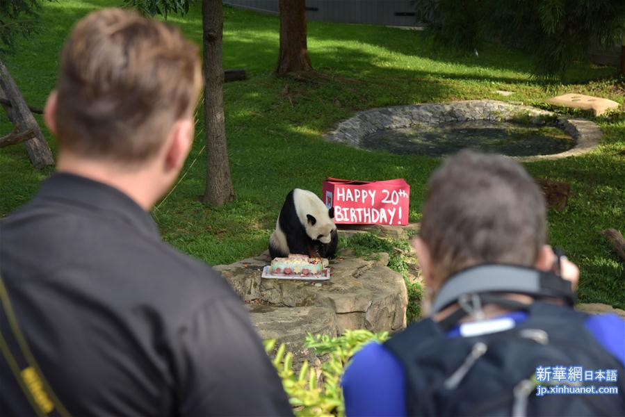 （新华视界）（6）旅美大熊猫“添添”庆祝20岁生日
