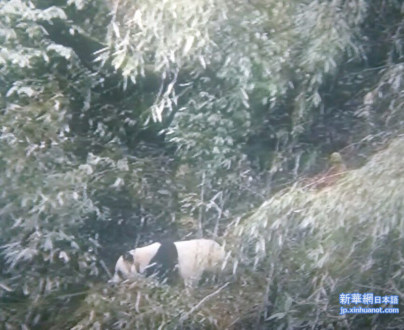 （图文互动）四川瓦屋山再次发现野生大熊猫