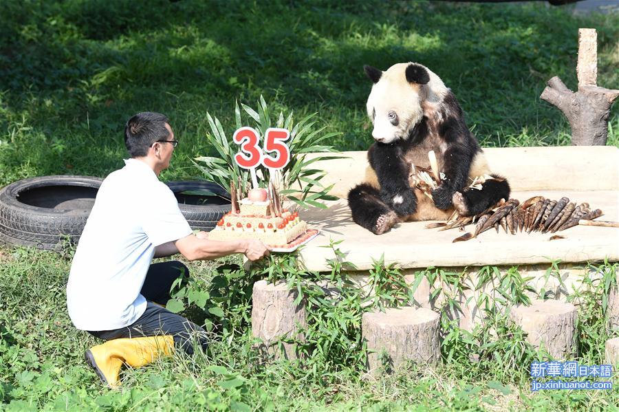 （社会）（1）重庆动物园为大熊猫“新星”办35岁生日会