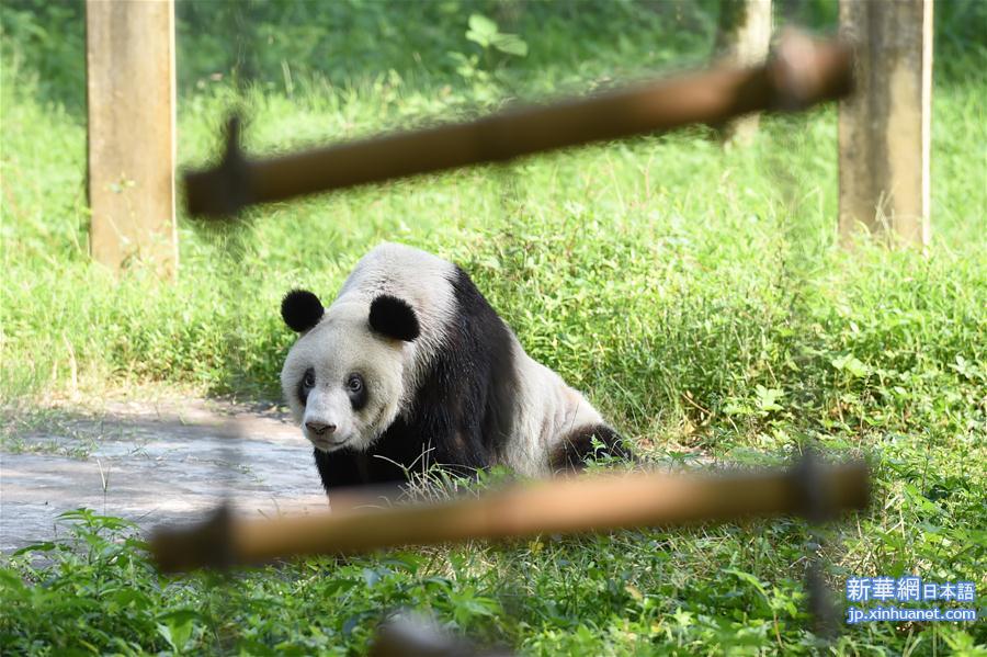 （社会）（2）重庆动物园为大熊猫“新星”办35岁生日会