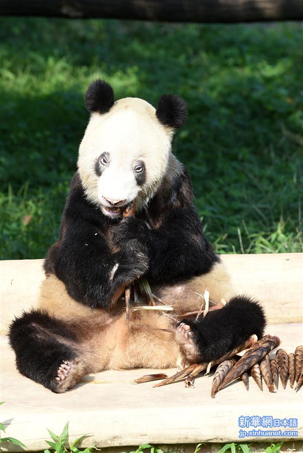 （社会）（3）重庆动物园为大熊猫“新星”办35岁生日会