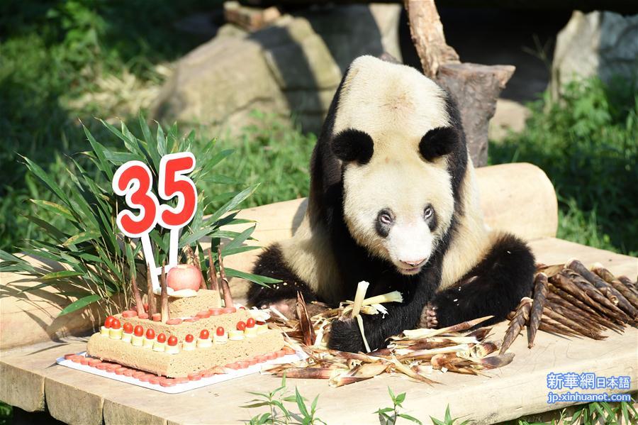 （社会）（4）重庆动物园为大熊猫“新星”办35岁生日会