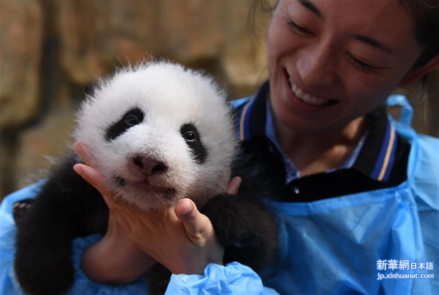 （环境）（3）大熊猫有了“新家园”