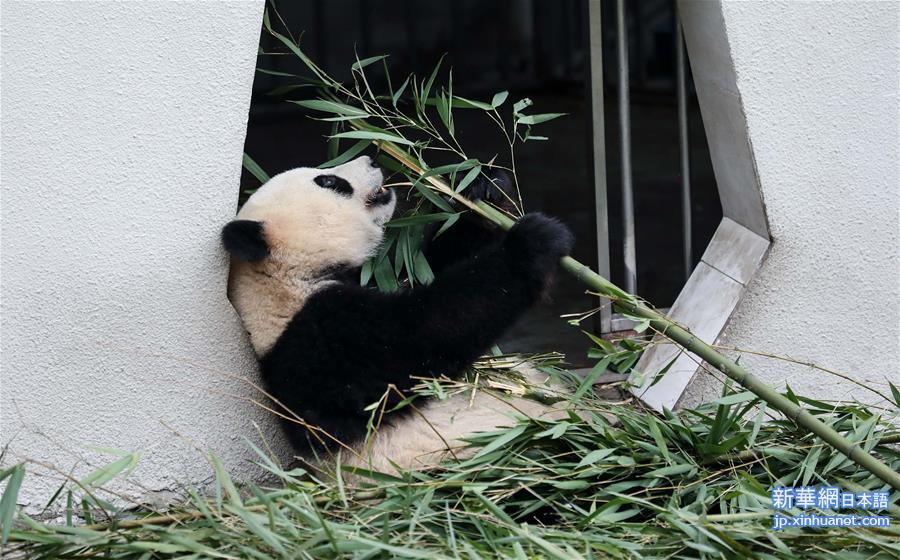 （环境）（4）大熊猫有了“新家园”