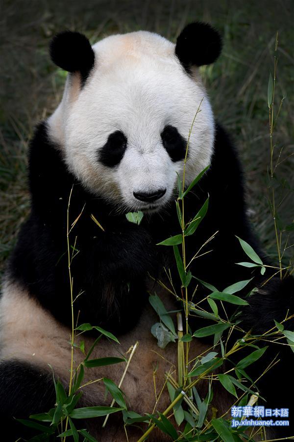（环境）（5）大熊猫有了“新家园”
