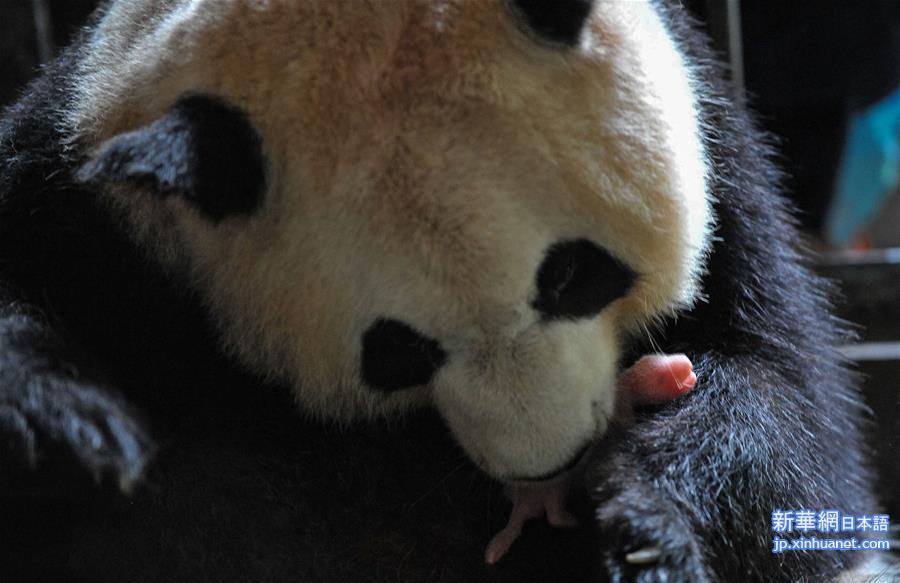 （环境）（8）大熊猫有了“新家园”