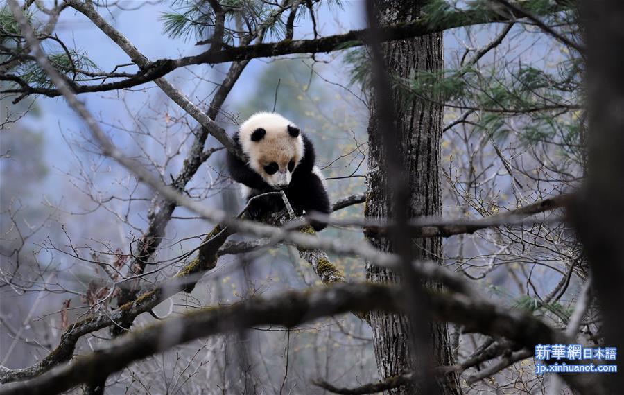 （环境）（10）大熊猫有了“新家园”