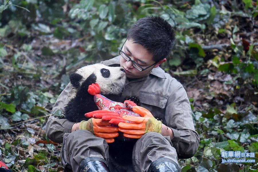 （环境）（11）大熊猫有了“新家园”