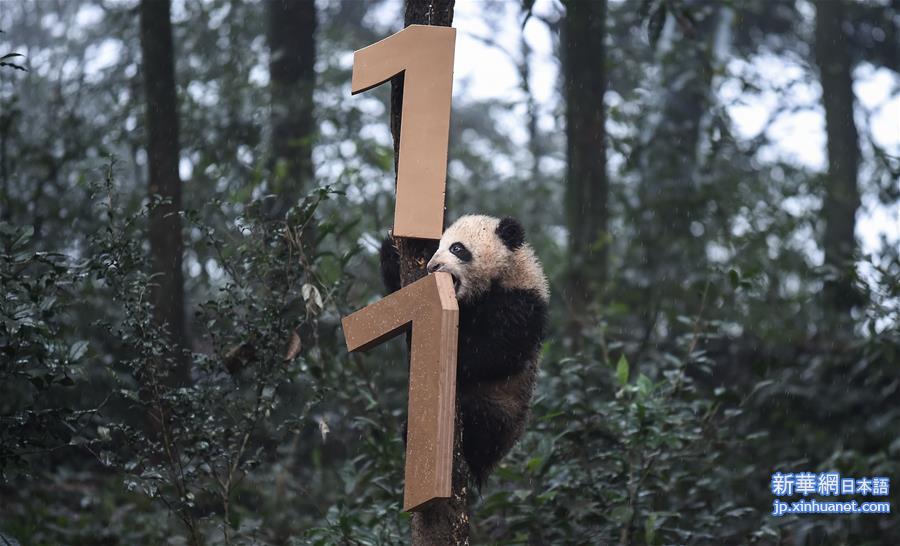 （环境）（12）大熊猫有了“新家园”