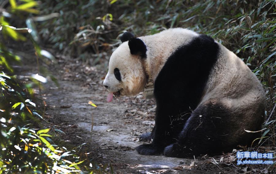 （环境）（14）大熊猫有了“新家园”