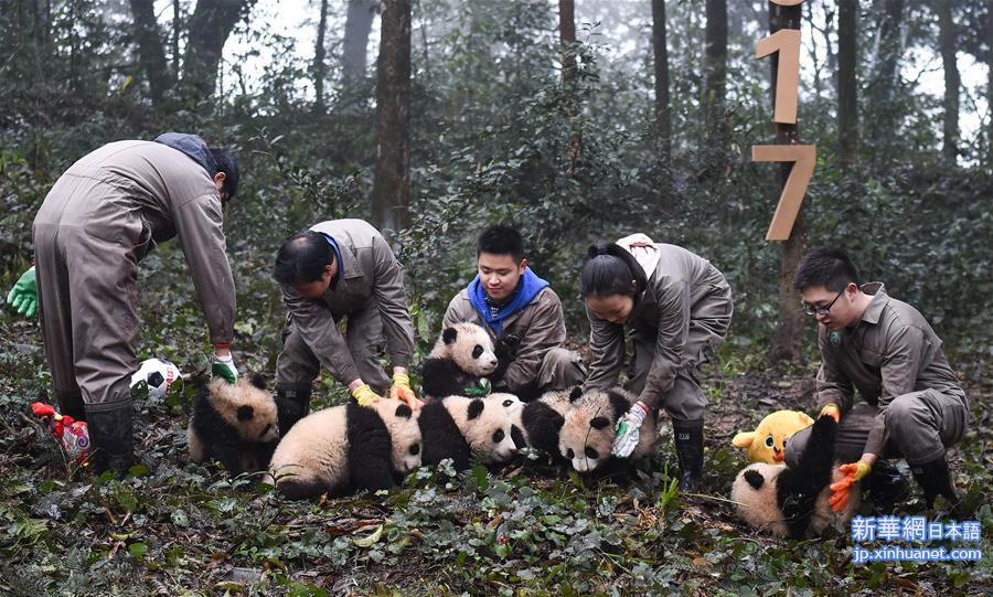 （环境）（17）大熊猫有了“新家园”