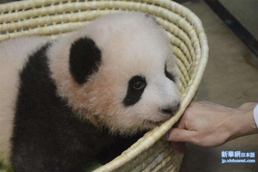 （国际）日本出生的熊猫幼崽被命名为“香香”