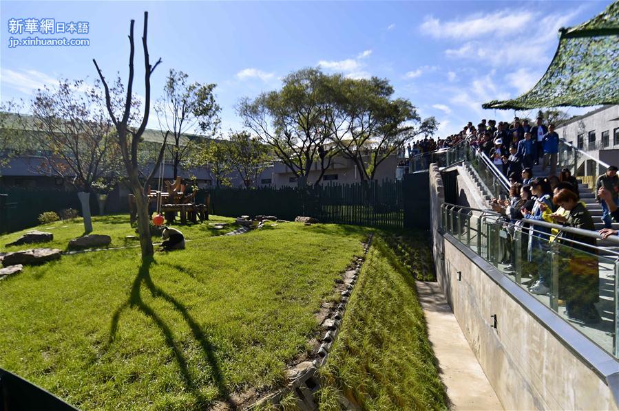 （社会）（1）沈阳森林动物园熊猫馆正式开馆
