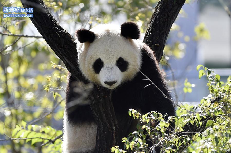 （社会）（3）沈阳森林动物园熊猫馆正式开馆