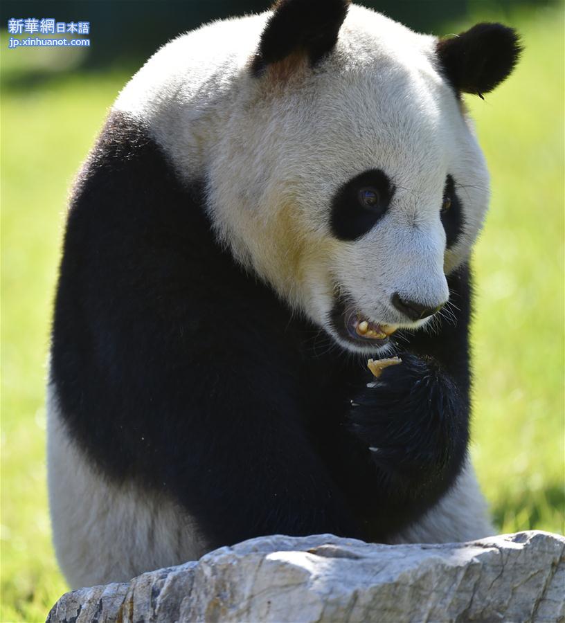 （社会）（4）沈阳森林动物园熊猫馆正式开馆