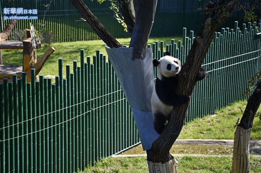 （社会）（5）沈阳森林动物园熊猫馆正式开馆