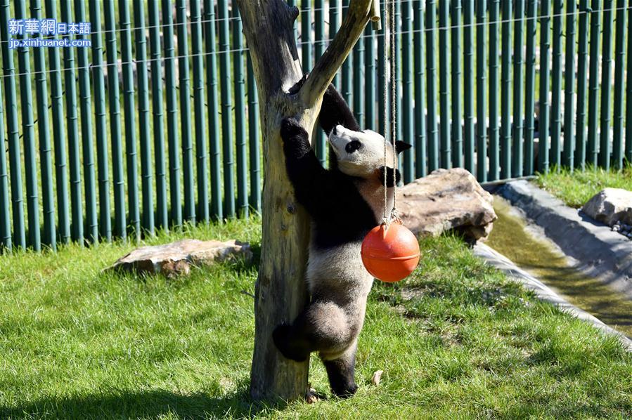 （社会）（6）沈阳森林动物园熊猫馆正式开馆