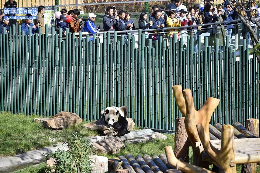 （社会）（7）沈阳森林动物园熊猫馆正式开馆