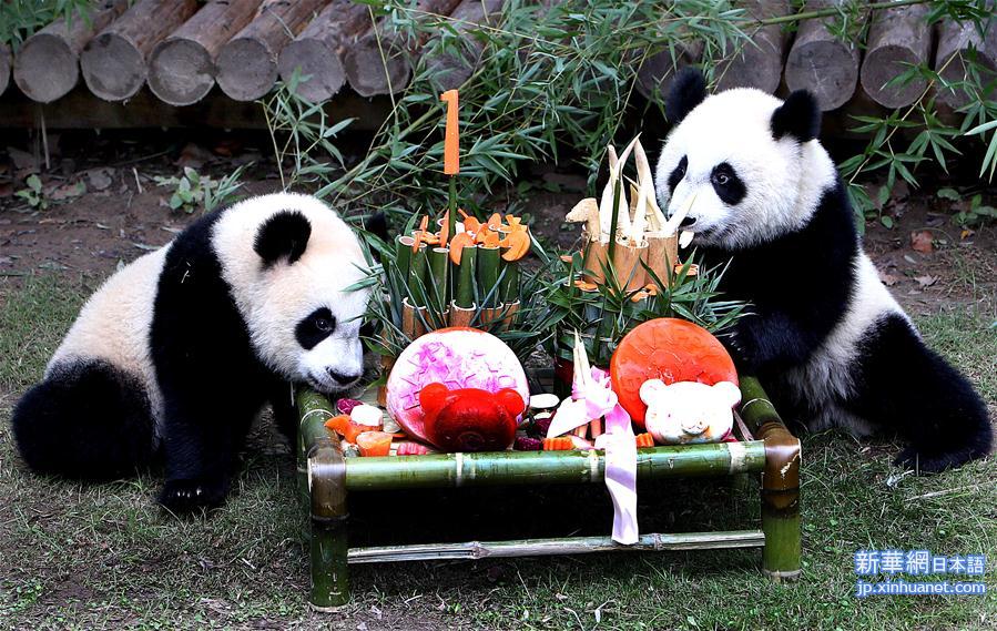 （社会）（1）上海大熊猫龙凤胎周岁庆生