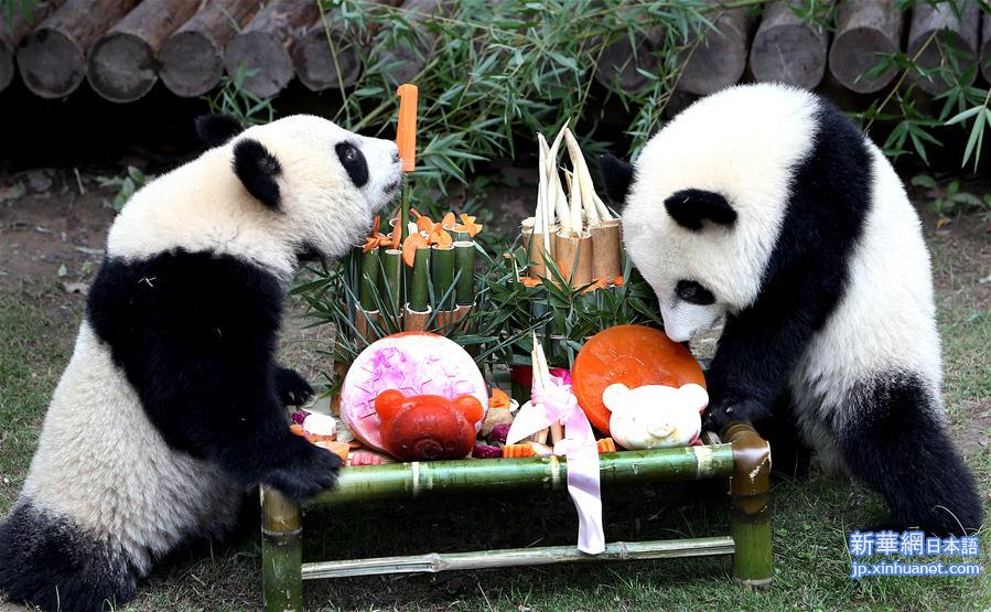 （社会）（2）上海大熊猫龙凤胎周岁庆生
