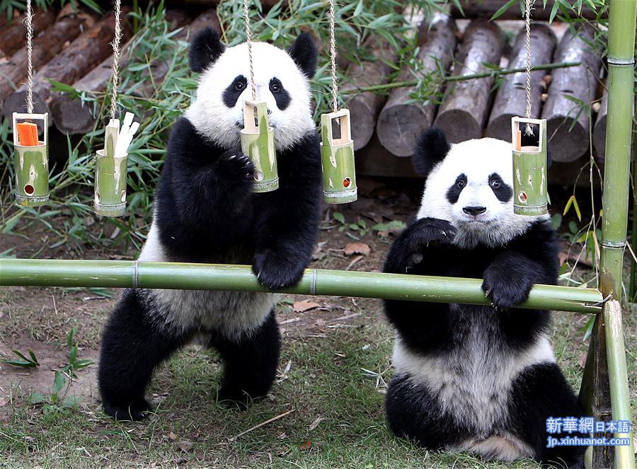 （社会）（3）上海大熊猫龙凤胎周岁庆生